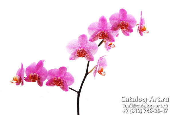 Pink orchids 10
